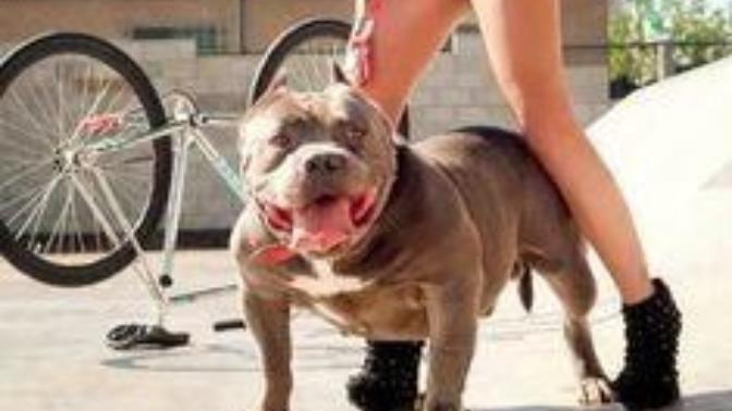 Pitbull besleyen bir kız nasıl bir kişiliğe sahiptir?