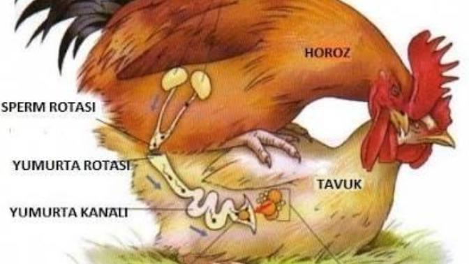 O çok sevdiğiniz tavuk yumurtası nasıl oluyor biliyor musunuz?