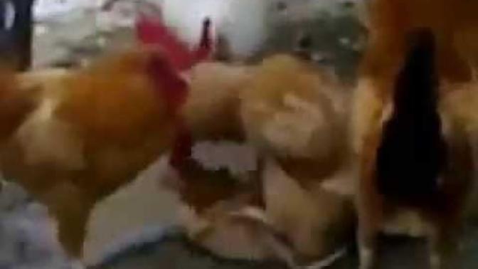 Hunharca tecavüze uğrayan bir hayvan görseniz ne yapardınız (başka hayvanlar tarafından) ?