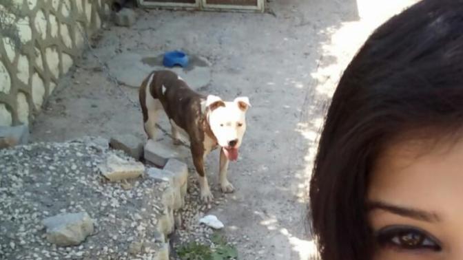 Şube müdürlüğümüzce yakalanan dişi pitbull cinsi köpek çok sevimli değil mi?