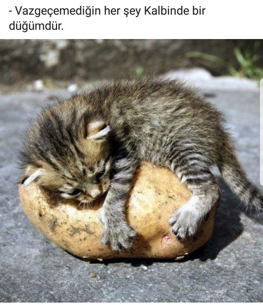 Neyine bağlandım ki bu kadar; Bana bakmayan gözlerine mi, yoksa benim olmayan kalbine mi?