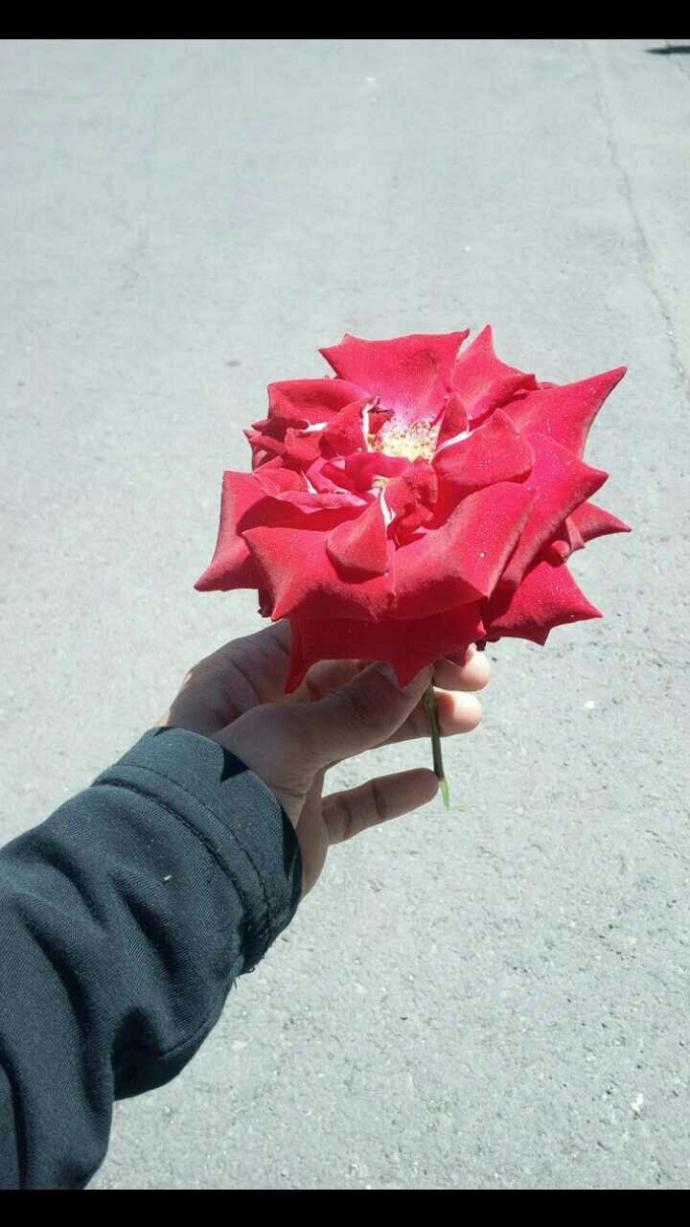 Şu güle bakınca ne görüyorsunuz gençler?