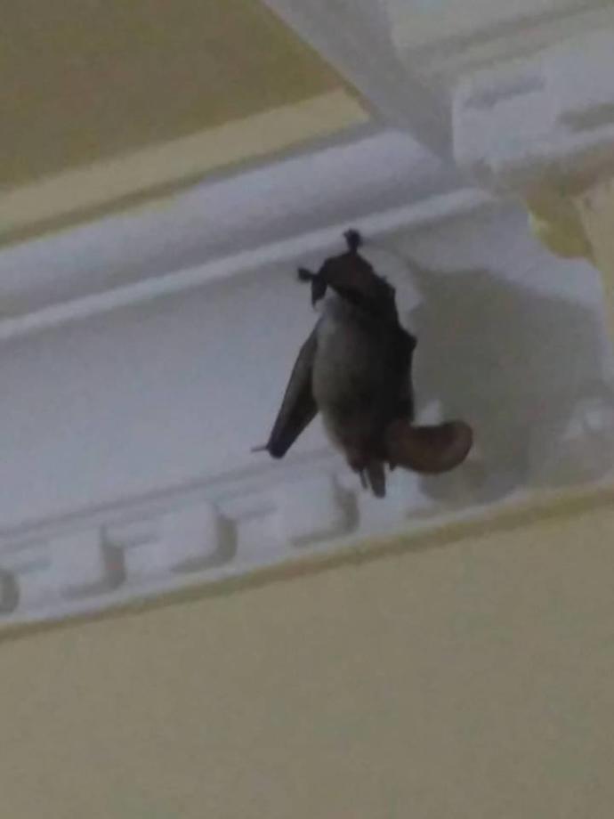 Eve Yarasa girdi çıkmıyor nasıl çıkar?