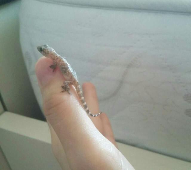 Sizce çok tatli degilmi kertenkelem?