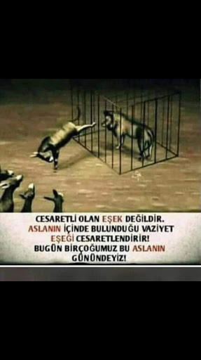 Ne bu