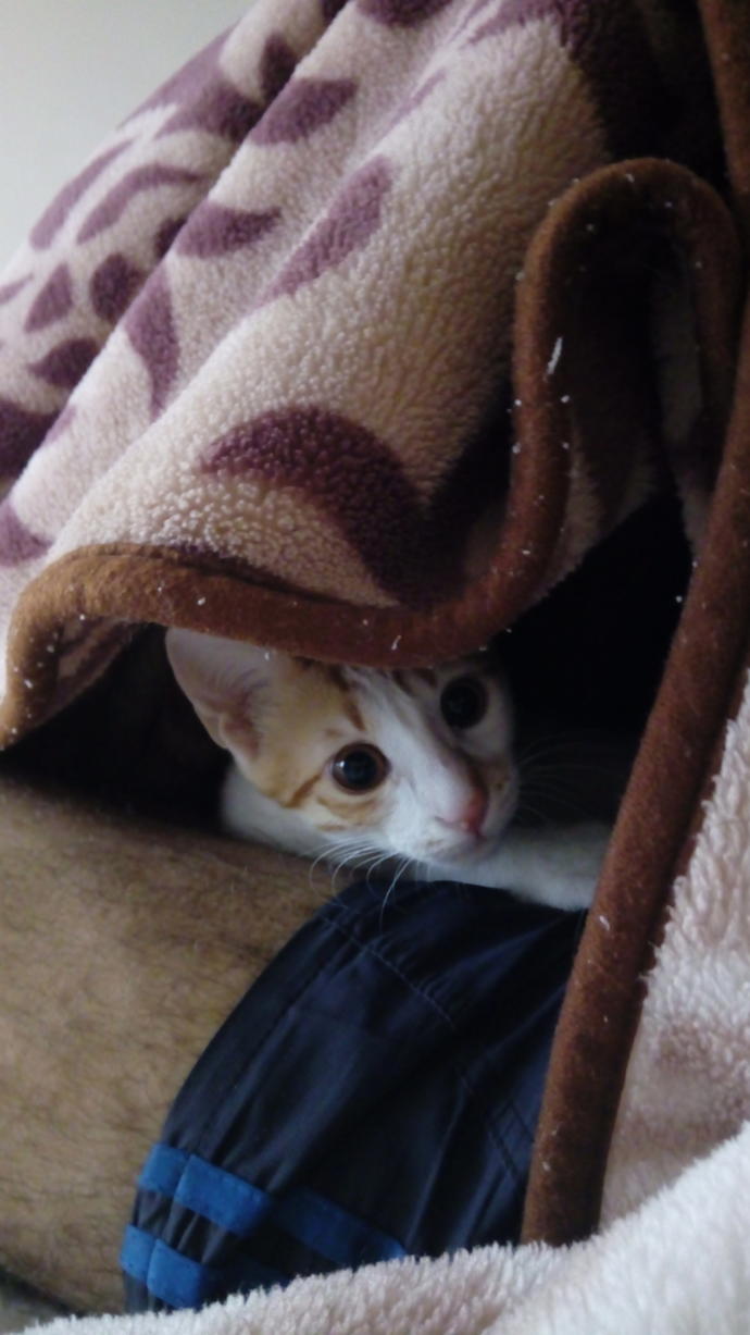 Bu kedi neden sürekli bacak arama giriyor 😀?
