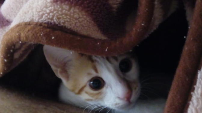 Bu kedi neden sürekli bacak arama giriyor 😀?