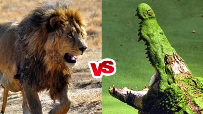 Aslan ve timsahın kavgasında kim kazanır?