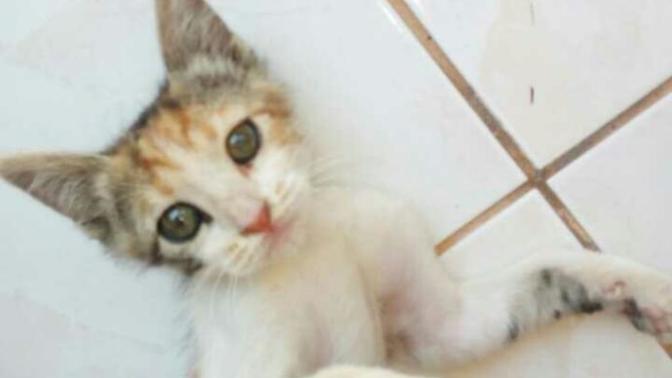 5 aylık kedi hamile kalabilir mi?