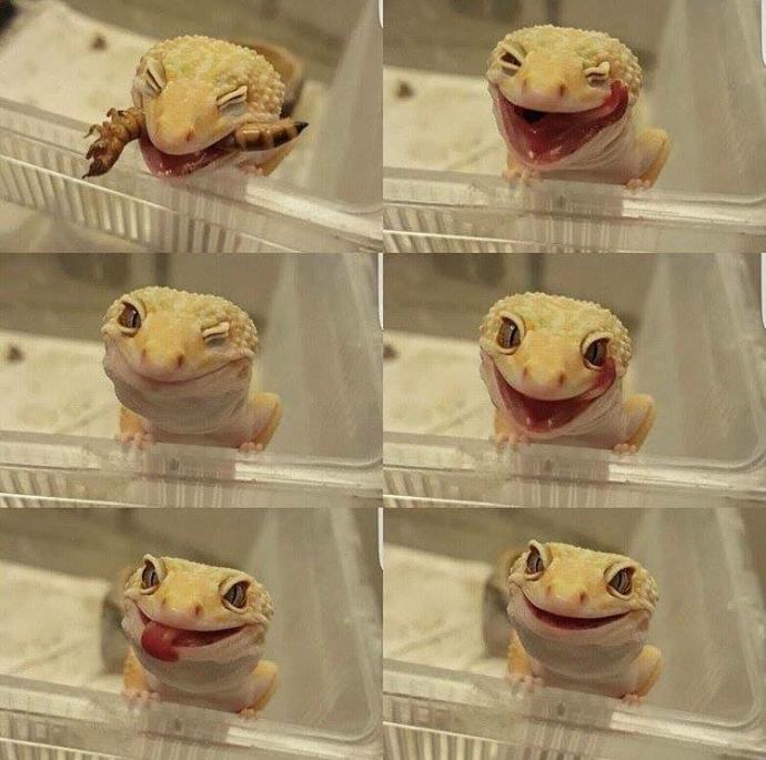 GEKO'lar ile aranız nasıl, sever misiniz?
