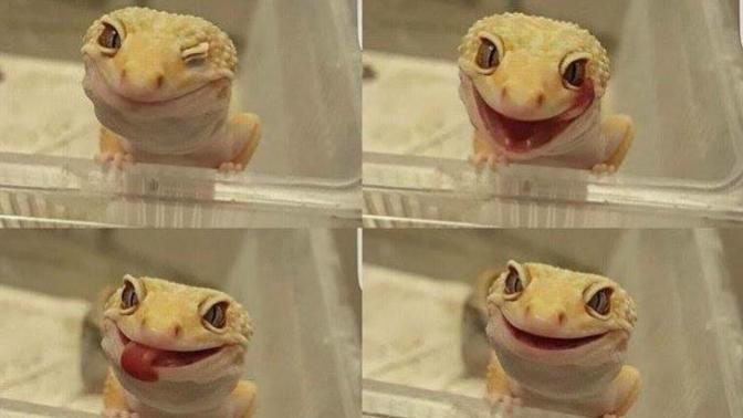 GEKO'lar ile aranız nasıl, sever misiniz?