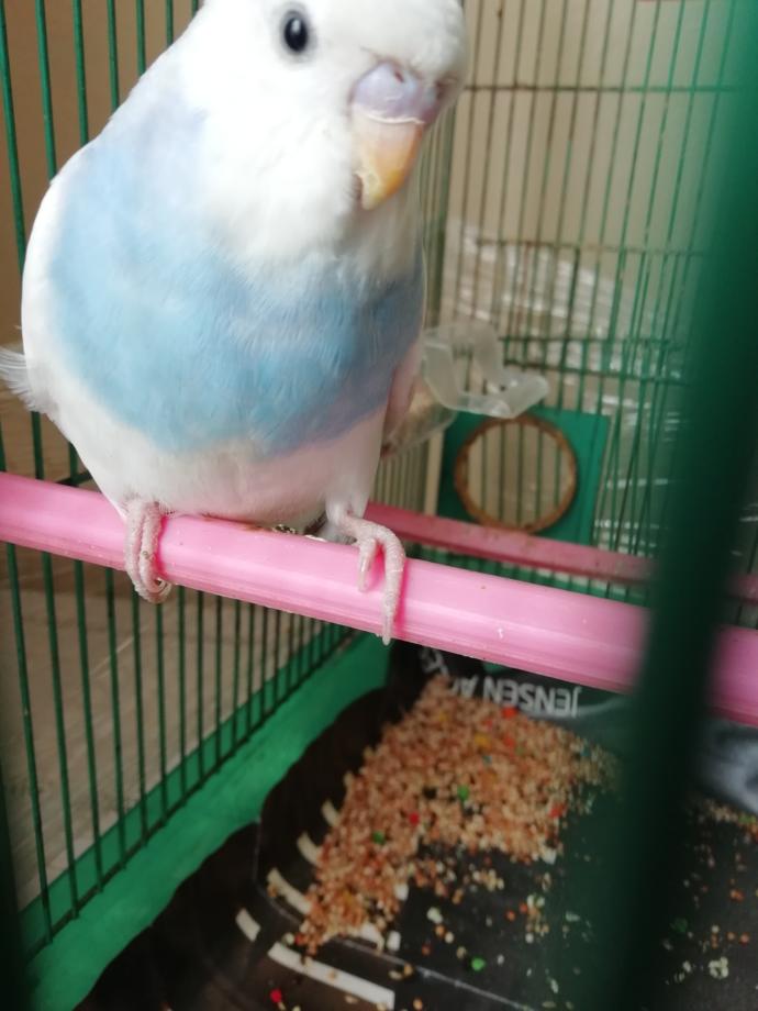 Kuşumun tırnakları?
