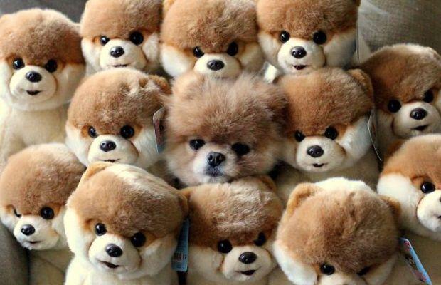 4 Ekim Dünya Hayvanları Koruma Günü ♥ Siz hayvanları korumak için neler yapıyorsunuz?