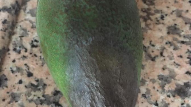 Bu avokado çürümüş mü , olmuş mu?