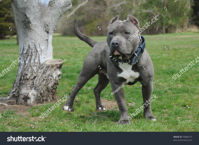 Black Pitbull hakkındaki düşünceleriniz neler?