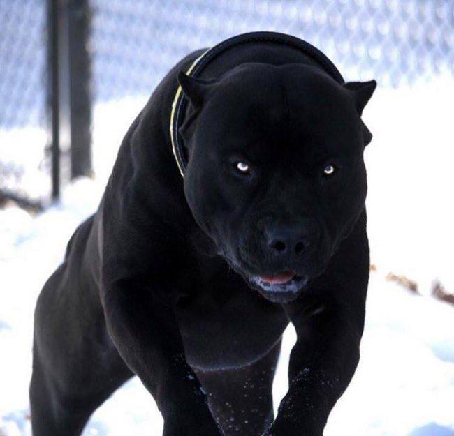 Black Pitbull hakkındaki düşünceleriniz neler?