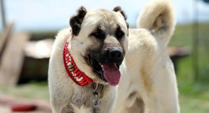 Black Pitbull hakkındaki düşünceleriniz neler?