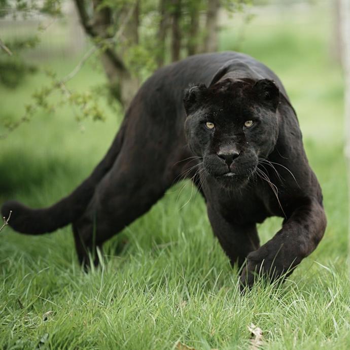 Black Pitbull hakkındaki düşünceleriniz neler?