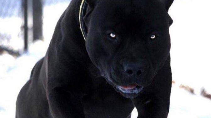 Black Pitbull hakkındaki düşünceleriniz neler?