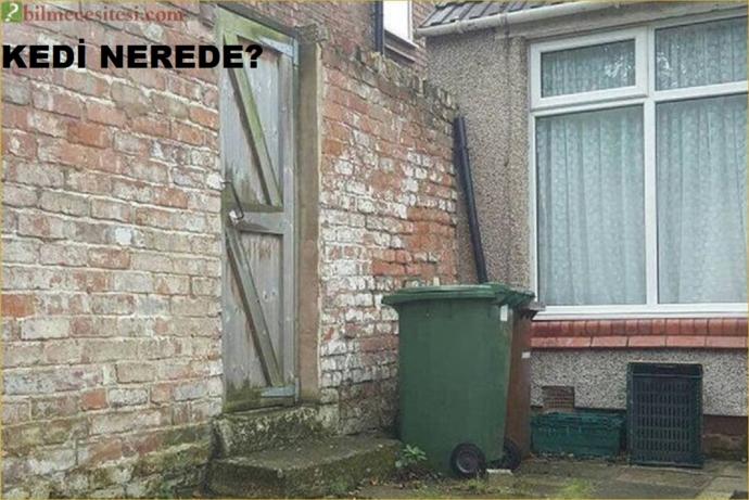 Resimde kedi nerede?