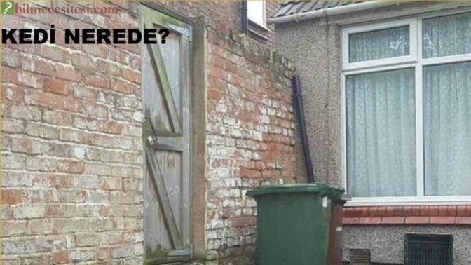 Resimde kedi nerede?