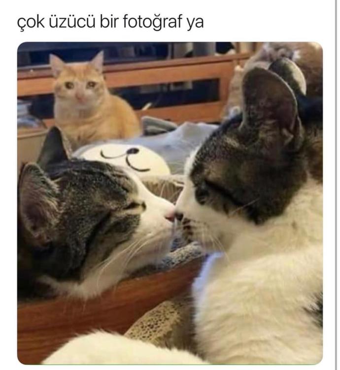 😿😿😿