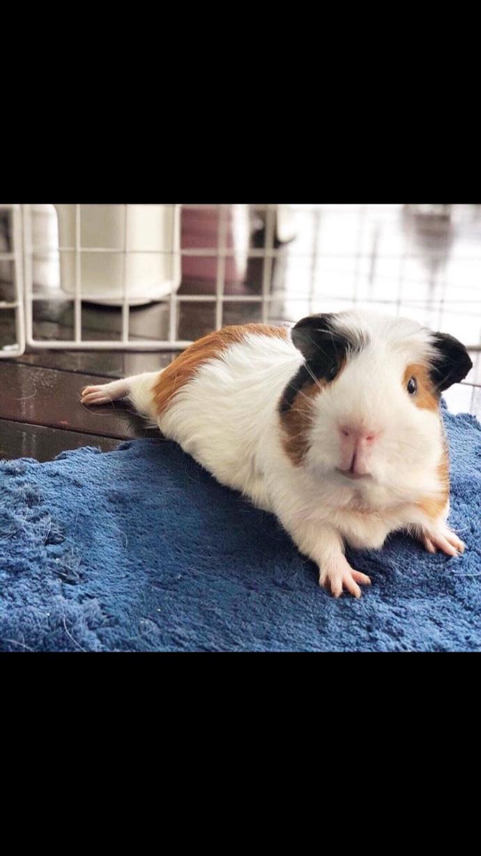 Guinea pig sahiplenmek istiyorum?