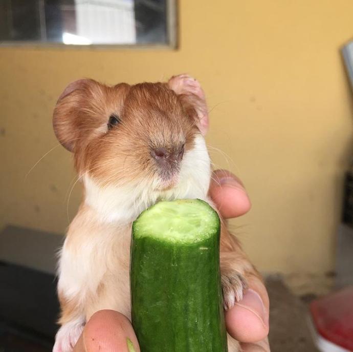 Guinea pig sahiplenmek istiyorum?