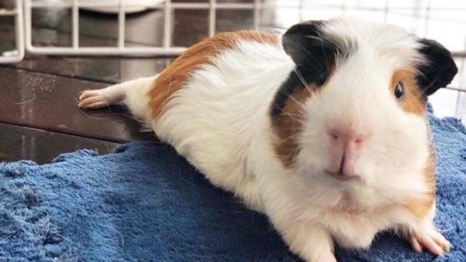 Guinea pig sahiplenmek istiyorum?