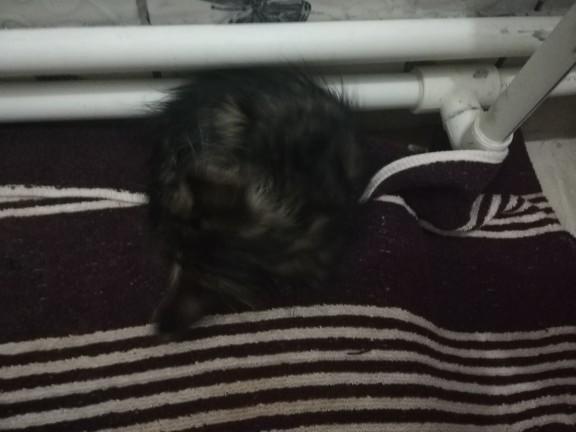 Arkadaslar yavru kedi ishal oldu?