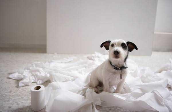 Köpeklere tuvalet eğitimi nasıl verilir?
