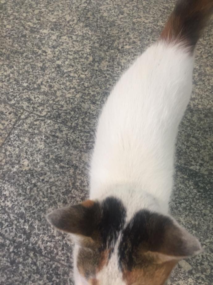 Köpeklere tuvalet eğitimi nasıl verilir?