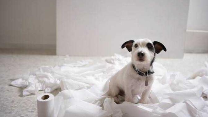 Köpeklere tuvalet eğitimi nasıl verilir?
