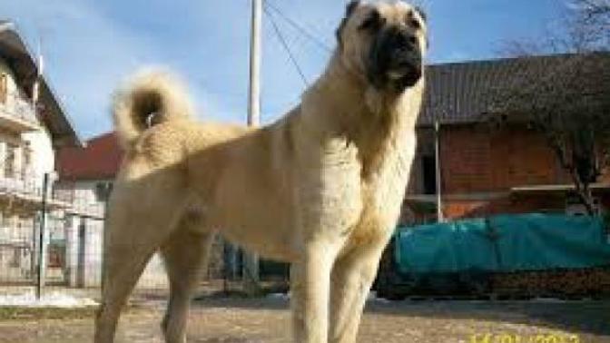 Sizce safkan bir sivas kangalı yetişkin bir leoparı teke tekte halt edebilir mi?