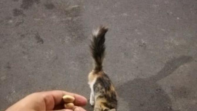 Kediler fıstık yer mi?
