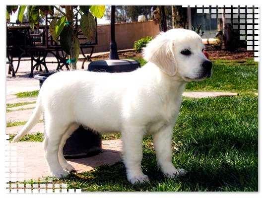 Oğlum evde köpek beslemek istiyor, evde beslenebilecek en iyi cins köpek hangisi, neden?