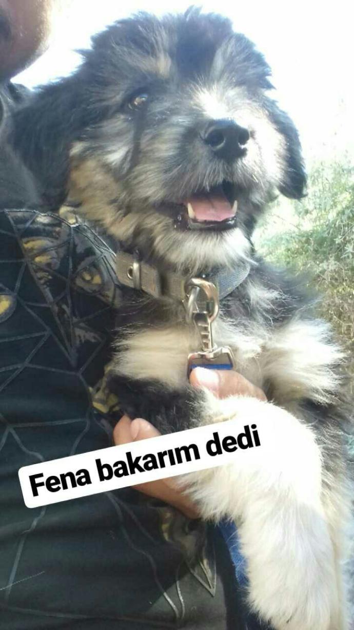 Oğlum evde köpek beslemek istiyor, evde beslenebilecek en iyi cins köpek hangisi, neden?