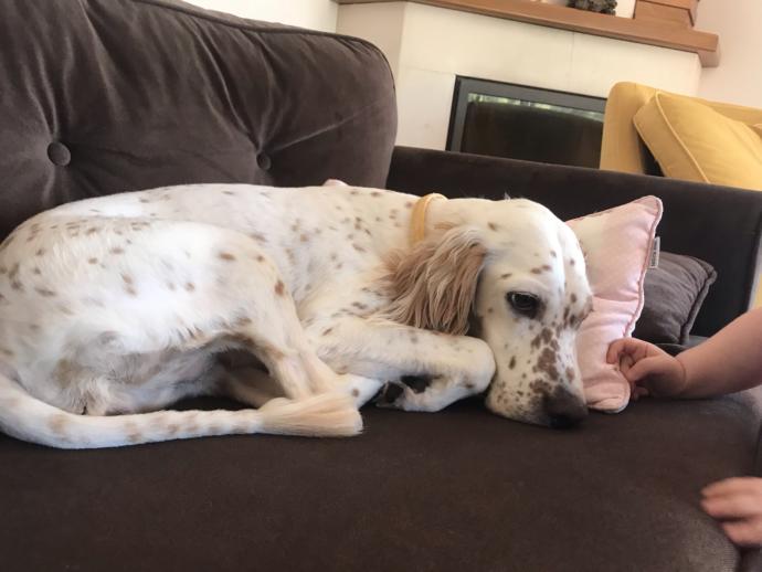 Oğlum evde köpek beslemek istiyor, evde beslenebilecek en iyi cins köpek hangisi, neden?