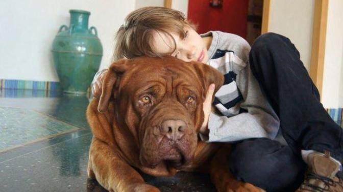 Oğlum evde köpek beslemek istiyor, evde beslenebilecek en iyi cins köpek hangisi, neden?