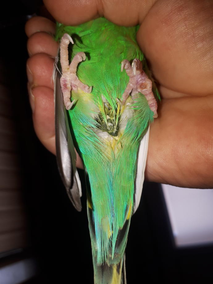 Sizce ciddi birşey mi ölür mü?