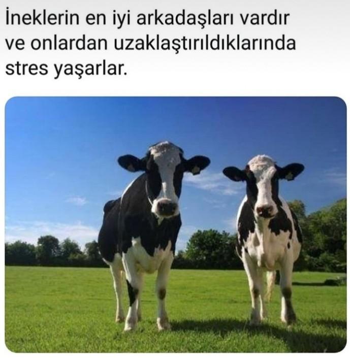 Vedalaşmak neden insana zor gelir?