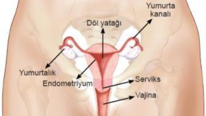 Ovulasyon (yumurlama) dönemi nedir?