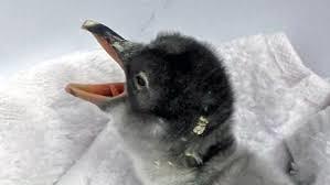 Yeni doğan ve henüz adı konulmamş yavruları 🐧🐧🐧🐧