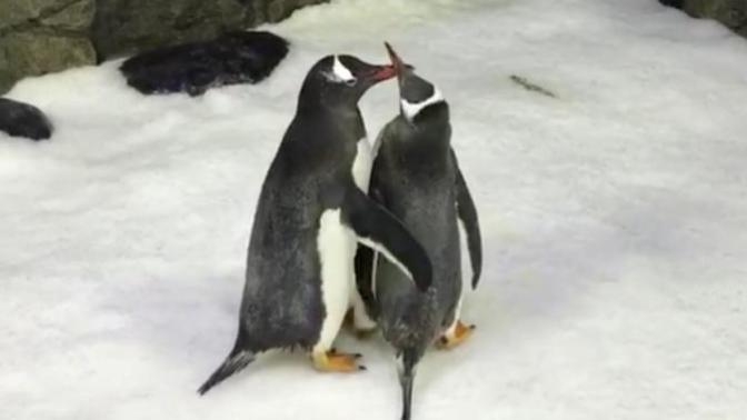 Gay Penguenler Ebeveyn oldu 😍 Taze babaları nasıl buldunuz?