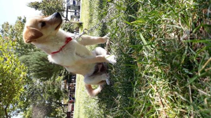 Köpeğim regl oldu?