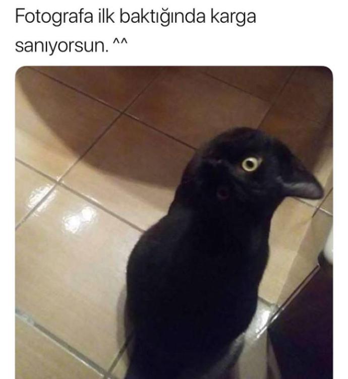 No cat No Life 😂😂😂