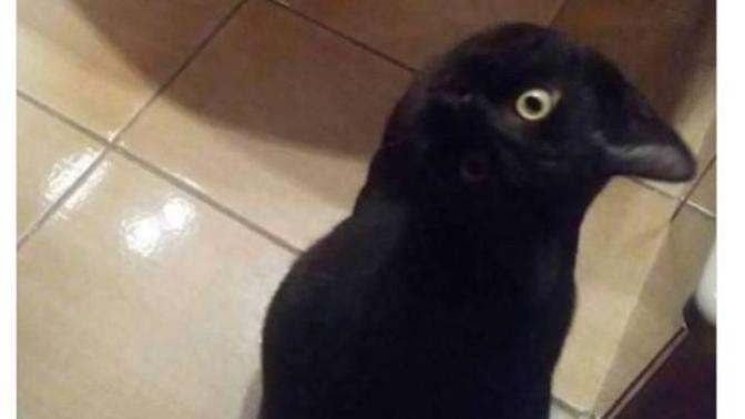 Sizce kedi mi yoksa karga mi bu 😀?