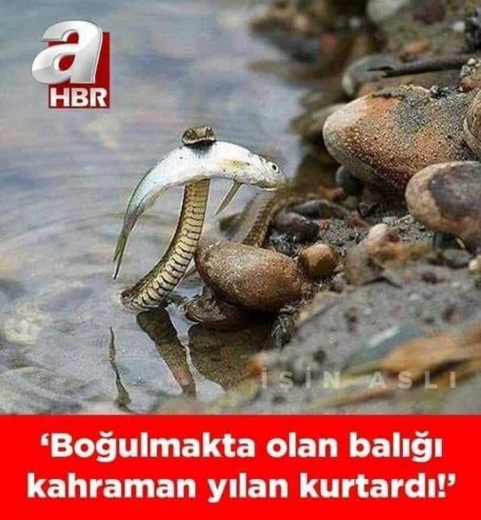 Boğulmakta olan balığı kurtaran yılan hakkında ne düşünüyorsunuz?