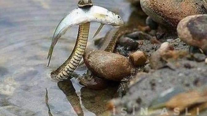 Boğulmakta olan balığı kurtaran yılan hakkında ne düşünüyorsunuz?