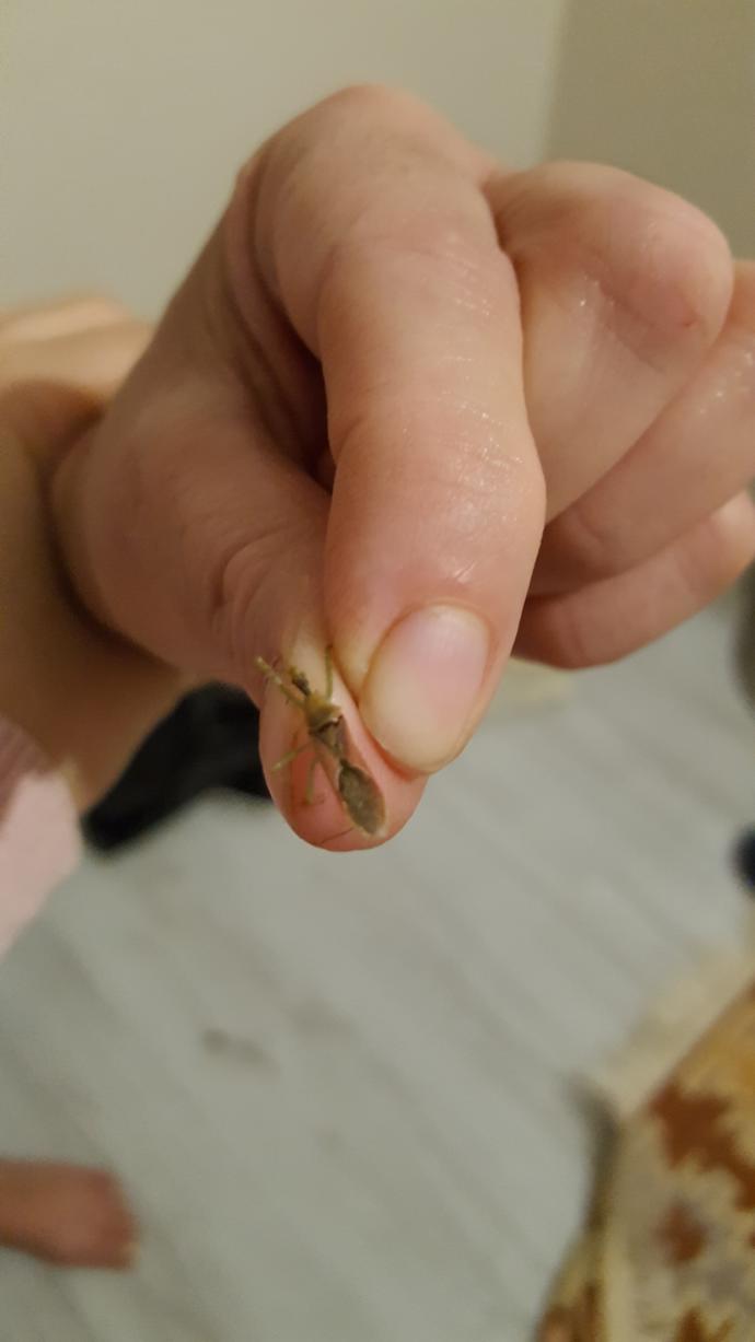 Böcek karnımı soktu kanatti bu ne bocegi bakar misiniz?